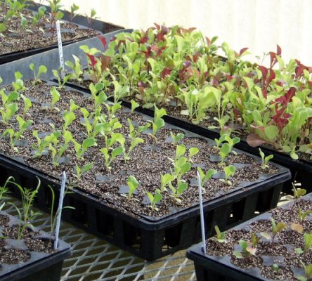 Seedling starts in trays