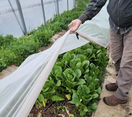 Hand holding up plastic covering plants