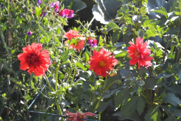 Red flowers in a garden