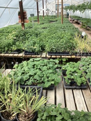 Plants growing in greenhouse