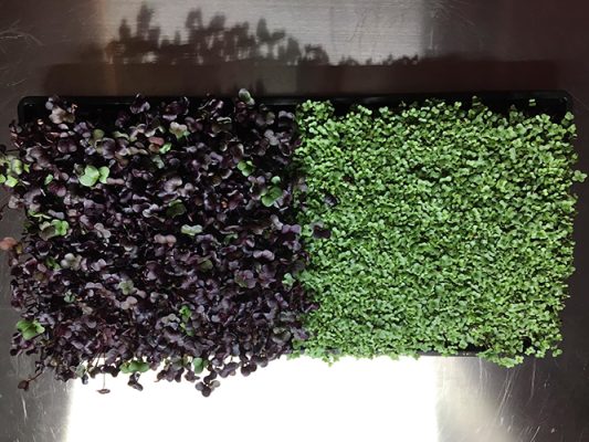 MIcrogreens