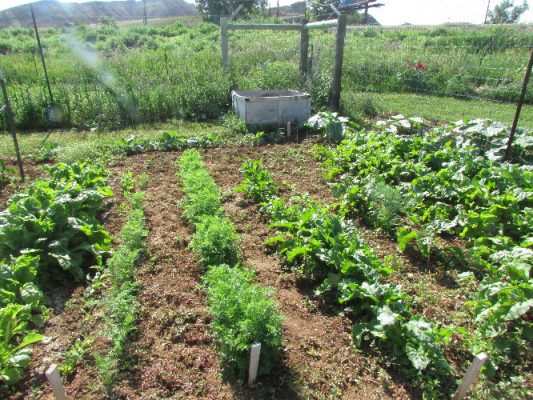 Vegetables growing in a garden