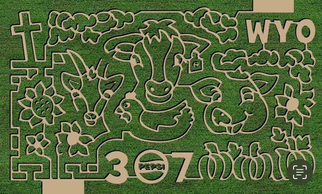 Corn maze