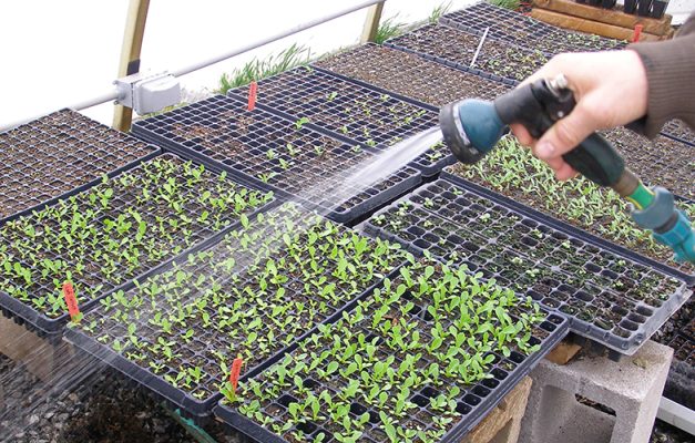 Hand holding nozzle spraying water on plant starts