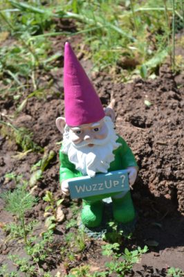 Gnome in the garden.
