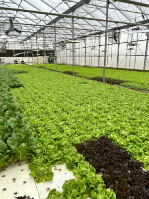 Lettuce growing in a greenhouse.