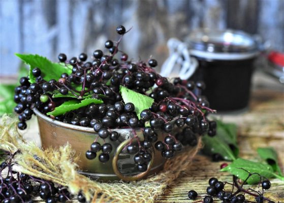 Basket of elderberries