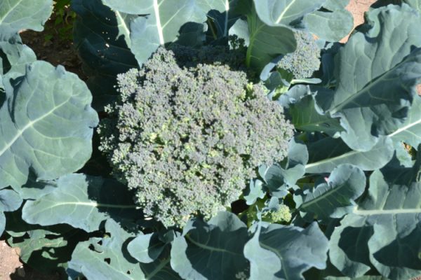 Broccoli growing in a garden.