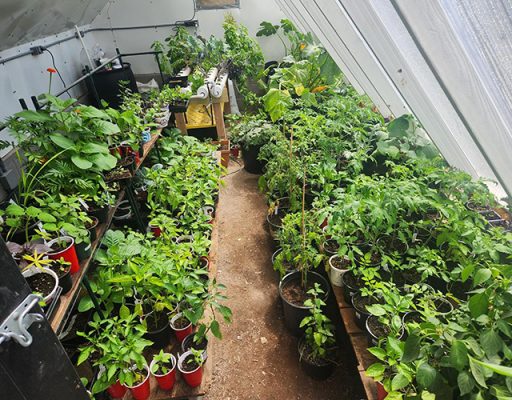 Plants in a hoop house.