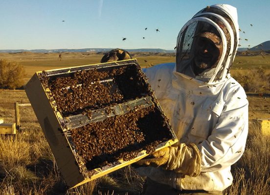 Man working with bees