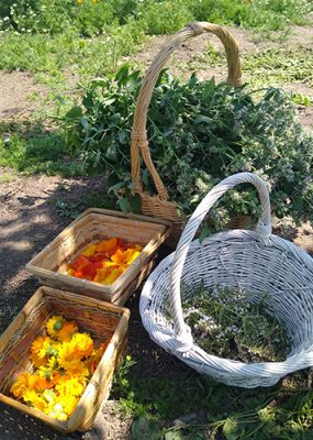 Baskets of fresh produce