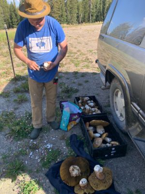 Man harvesting mushrooms