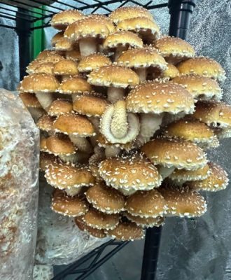 Stack of mushrooms
