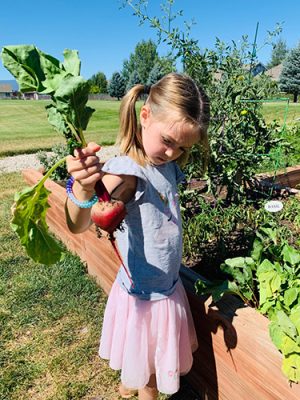 Highland-Park-Garden-1-500h Child holding beet plant