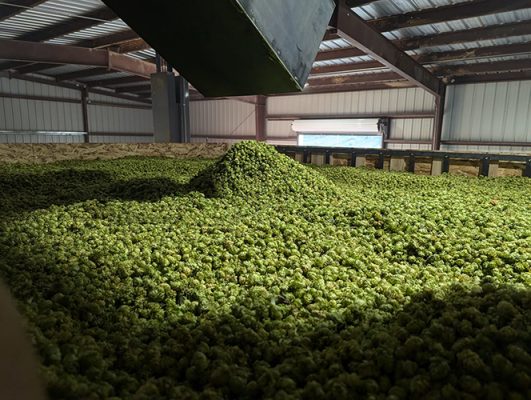 Pile of hops