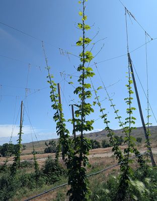 Hop plants