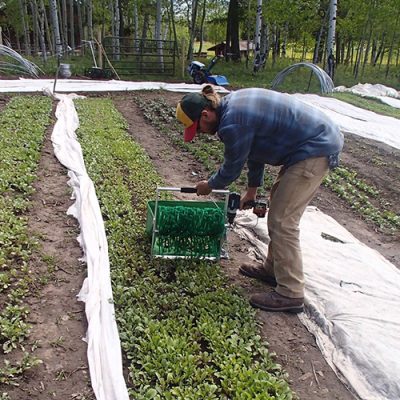 Man harvesting vegetables