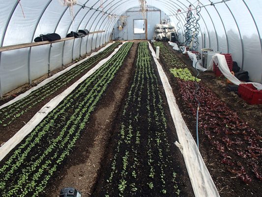 Plants growing in a high tunnel