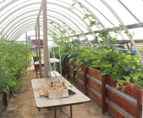 Plants growing in a greenhouse