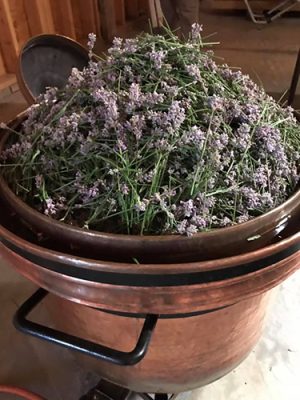 Pot of lavender