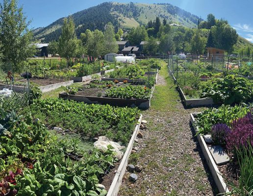 Gardens in Jackson Hole