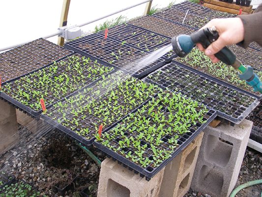 Hand watering seedlings