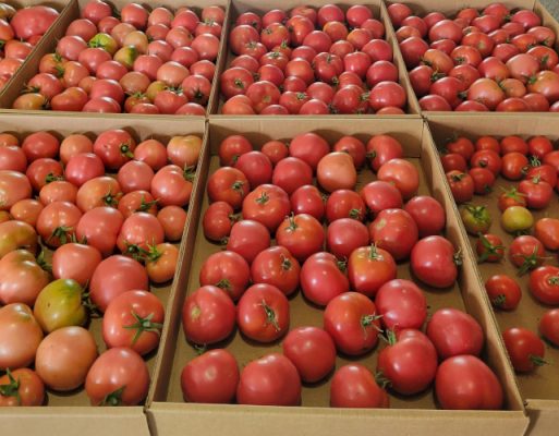 Boxes of tomatoes