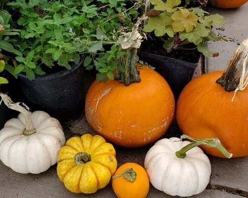 Multiple colored pumpkins