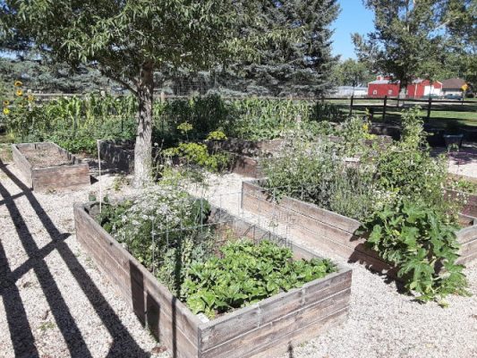 Residents can rent raised beds and ground plots at the Kiwanis Park Community Garden in West Laramie to grow fresh produce and flowers, including pollinators.