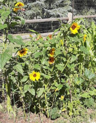 Sunflowers add a splash of color to the Kiwanis Park Community Garden in West Laramie, and provide food for gardeners and their feathered friends.