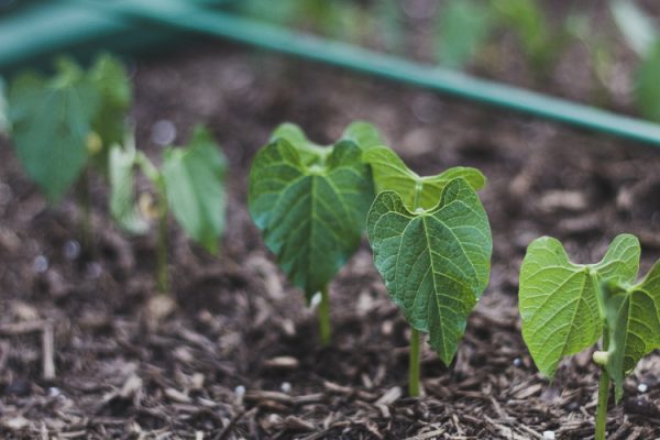 Bean seedlings