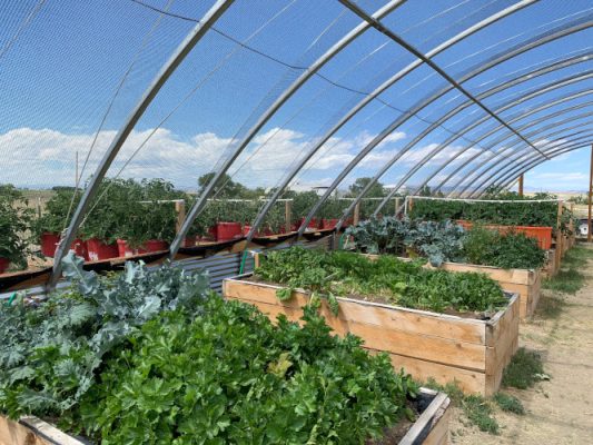 Produce growing in raised beds.