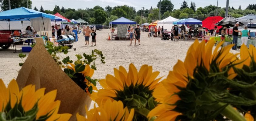 Sunflowers in front of a street