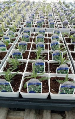 Plant seedlings