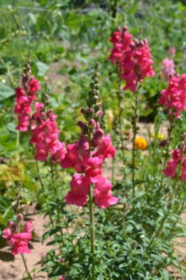 Pink snapdragons in a green garden.