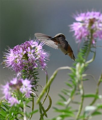 Hummingbird and flowers