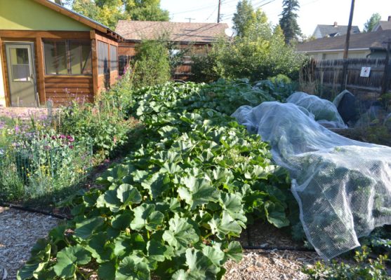 The Laramie Garden Club maintains several public gardens in the community, and members are also active home gardeners. Among them is Amy Fluet, who grows a wide variety of flowers (including pollinators), shrubs (including berry varieties), trees (including plum), and vegetables, fruits, and herbs. Pictured is a pollinator garden at left, a summer and winter squash patch, and a variety of greens covered by hail cloth.