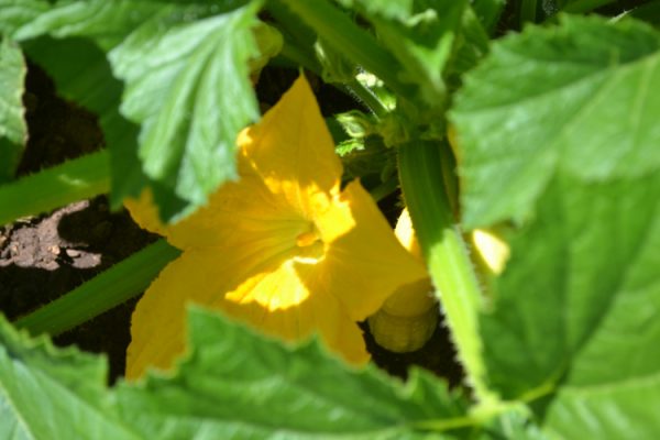 Squash blossom