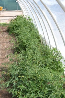 Tomato garden in a hoop house