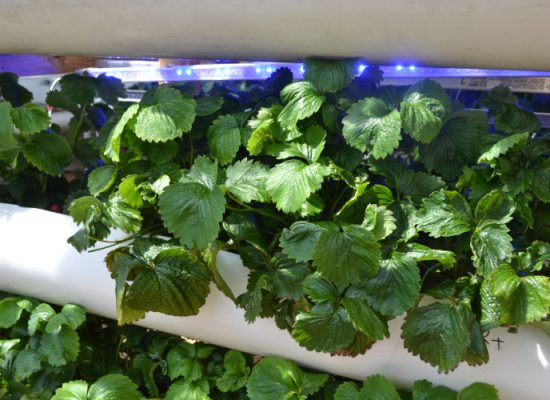 Strawberries under grow lights