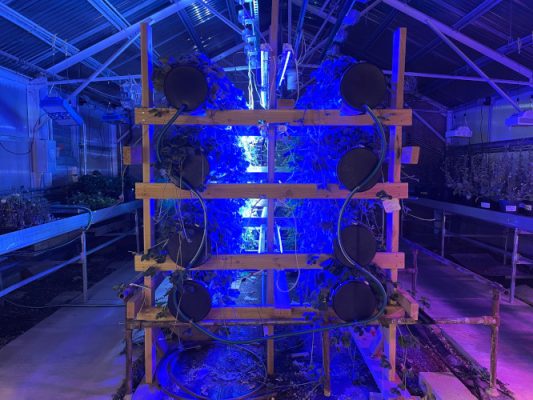 Strawberries under grow lights