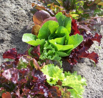 Red and green lettuce growing in soil.