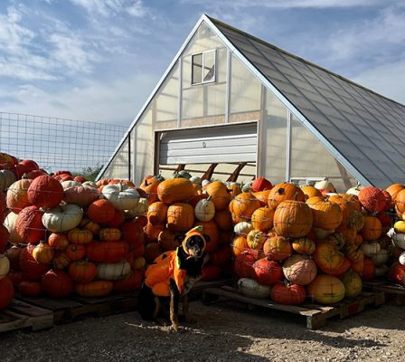 Piles of pumpkins