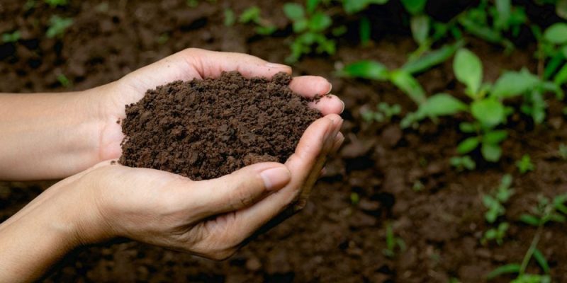 Hands holding soil