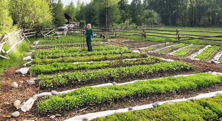 Person working in a garden