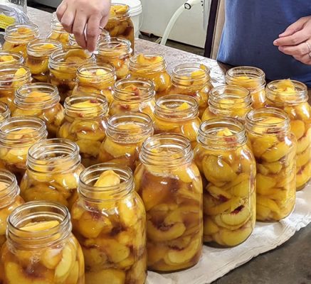 Jars of canned apples