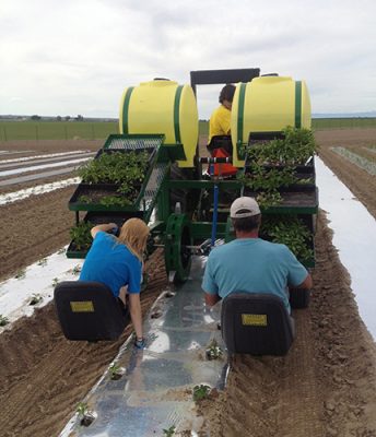 Man and woman seated and planting from a tractor