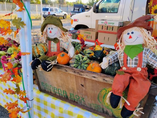 Scarecrows with pumpkins and squash