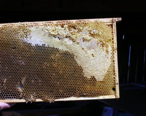Frame of raw honey