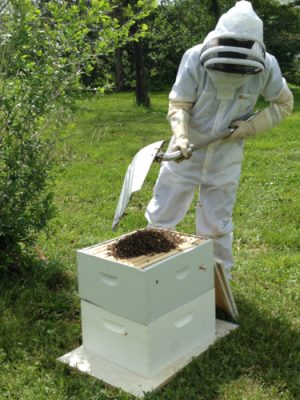 Man working with bees in a hive box.
